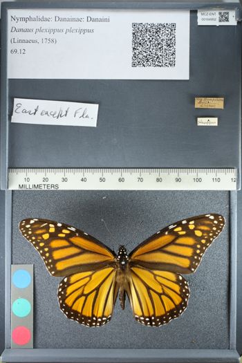 Media type: image;   Entomology 164952